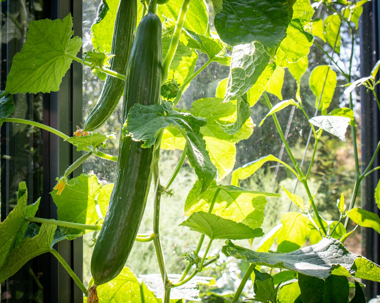 Gurka redo att skördas för vår gazpacho