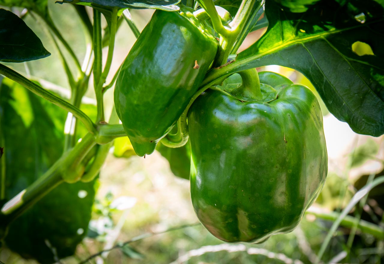 Egenodlad paprika