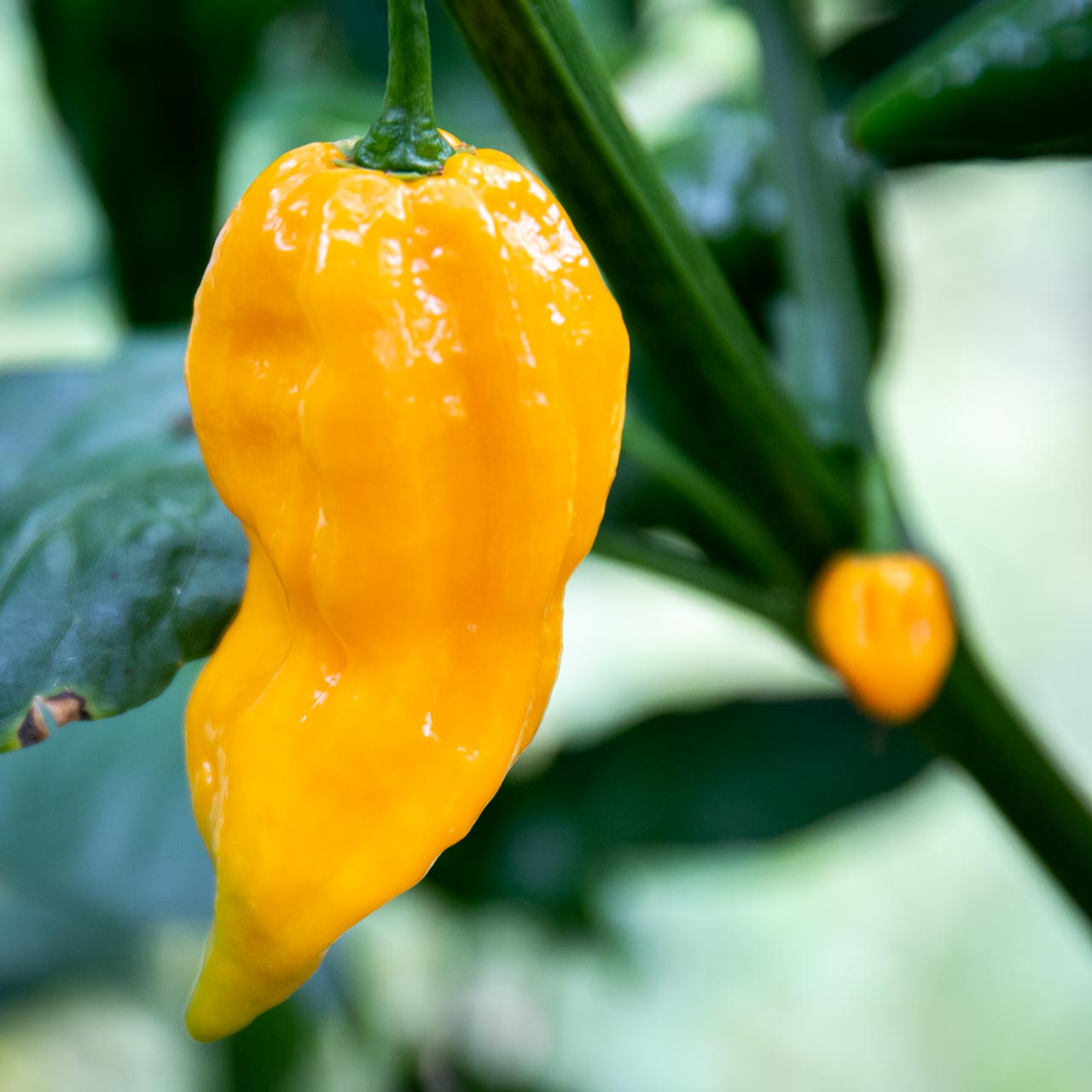 fatalii