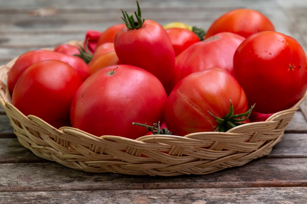 Nyskördade tomater