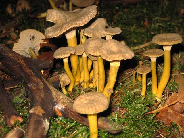 trattkantarell i skog