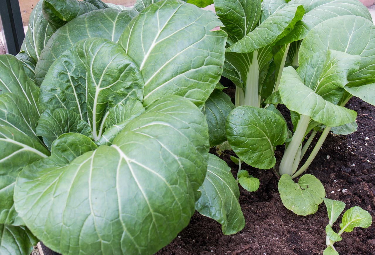 Pak Choi drivhusodlas i april