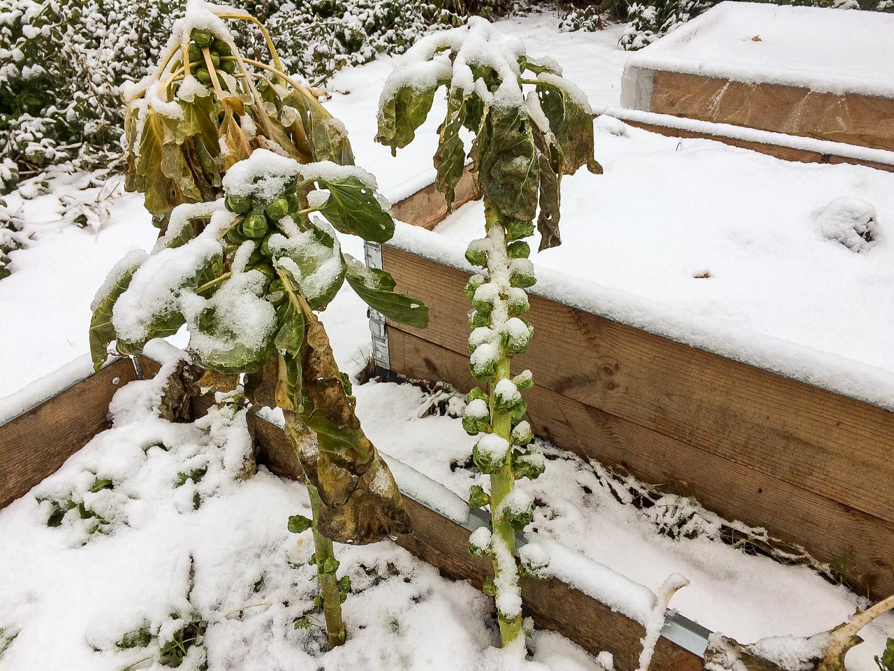 brysselkål i snö