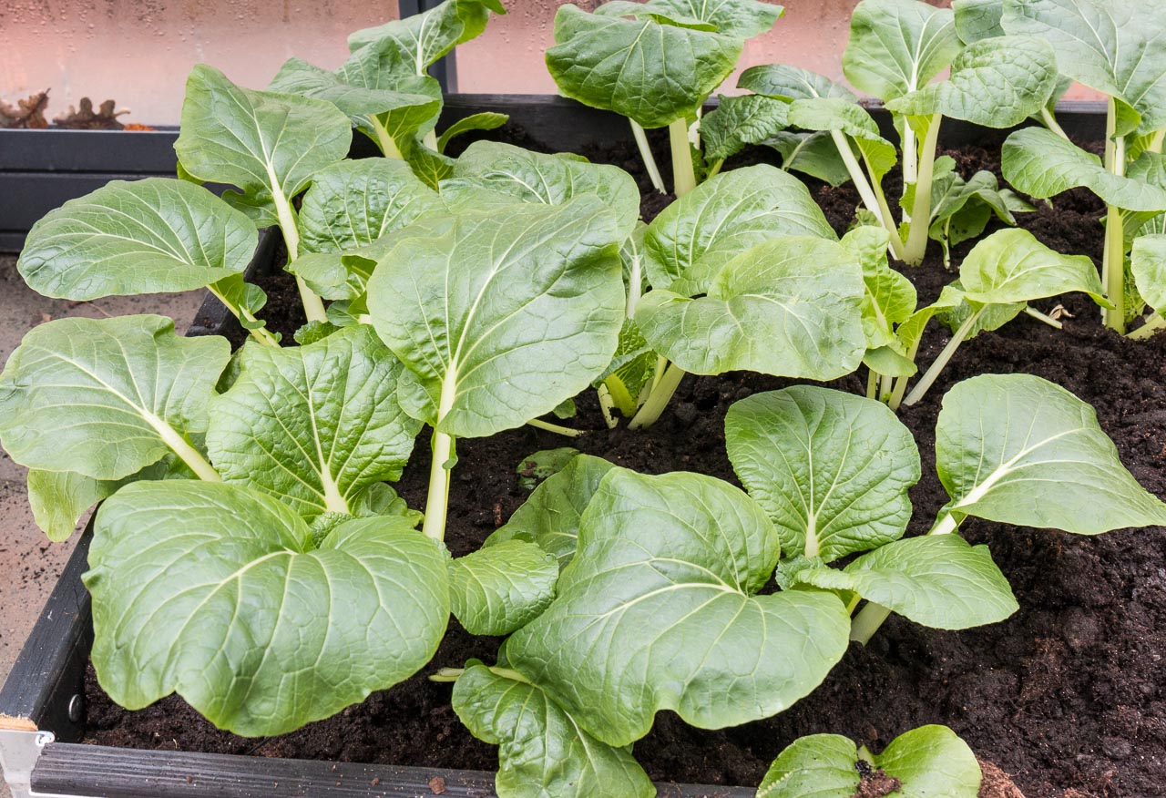 Pak Choi utplanterade i växthuset mars-18